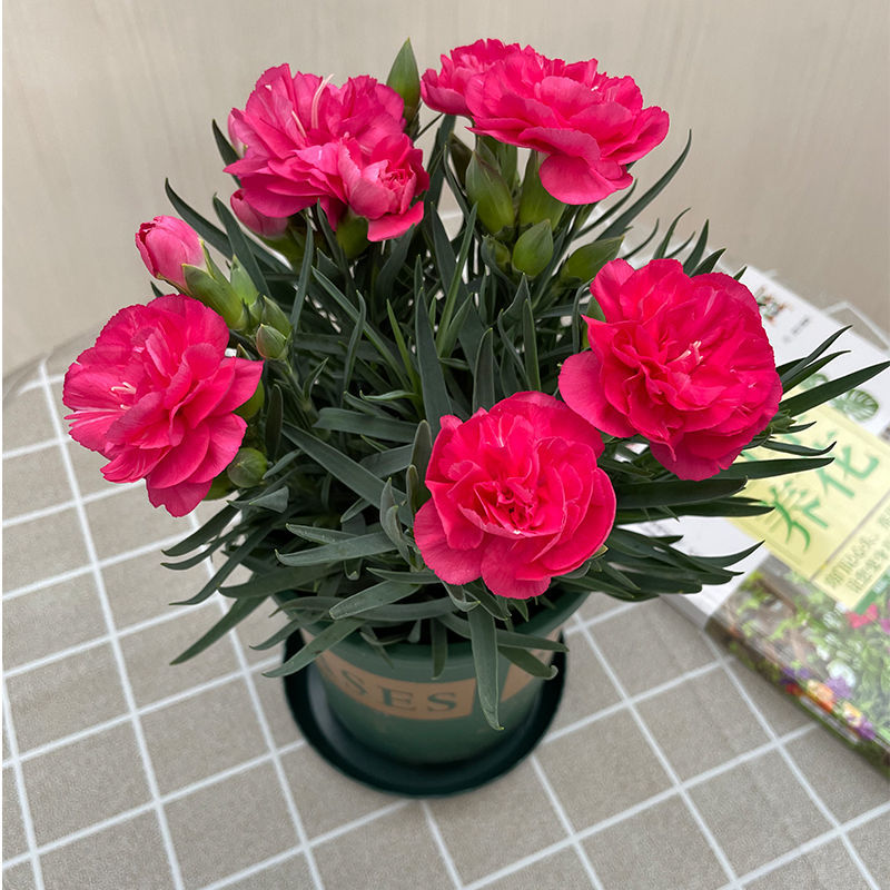 康乃馨盆栽 四季開花的室內外裝飾與暖心好禮
