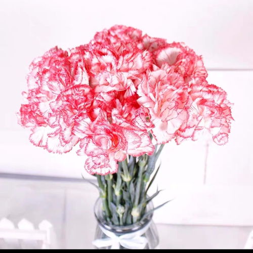 康乃馨 三八節的溫情獻禮，從基地到家居的藝術綻放